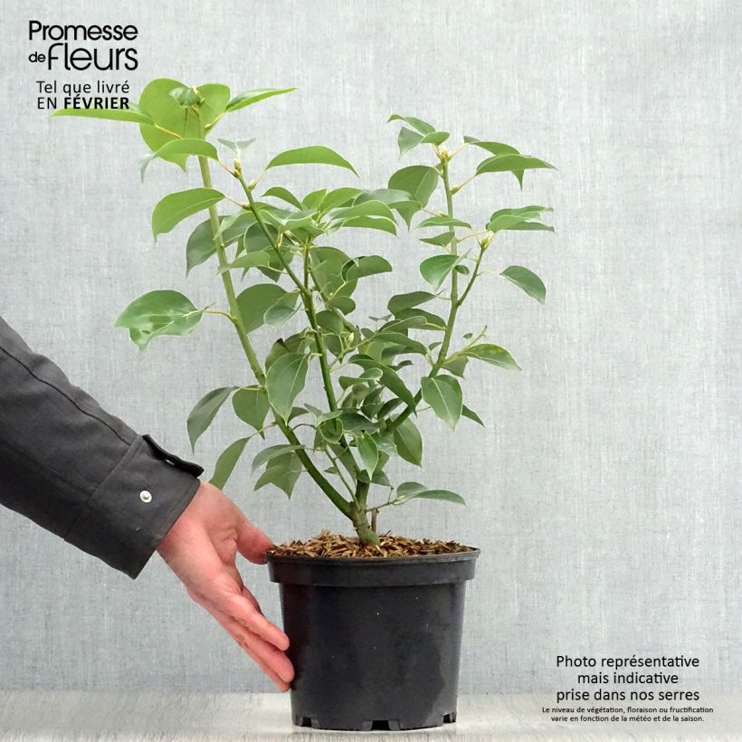 Cinnamomum camphora - Alcanforero Maceta 2L/3L Ejemplar entregado en invierno