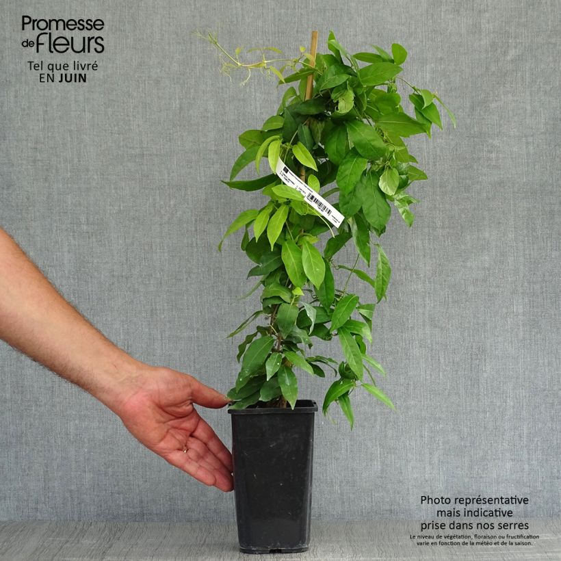 Ejemplar de Campsis capreolata - Bignonia capreolata Maceta 1L/1,5L entregado en verano
