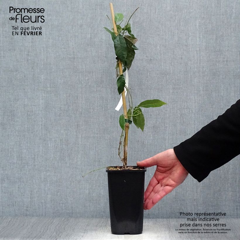 Campsis capreolata - Bignonia capreolata Maceta 1L/1,5L Ejemplar entregado en invierno