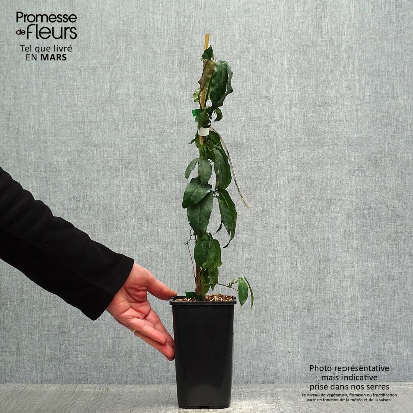 Campsis capreolata - Bignonia capreolata Maceta 1L/1,5L Ejemplar entregado en la primavera