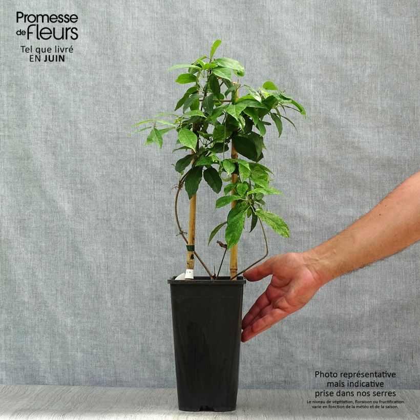 Ejemplar de Campsis capreolata - Bignonia capreolata Maceta 2L/3L entregado en verano