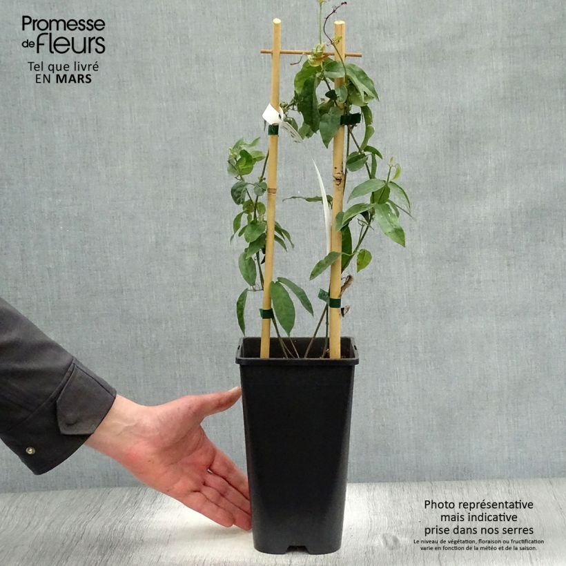 Campsis capreolata - Bignonia capreolata Maceta 2L/3L Ejemplar entregado en la primavera