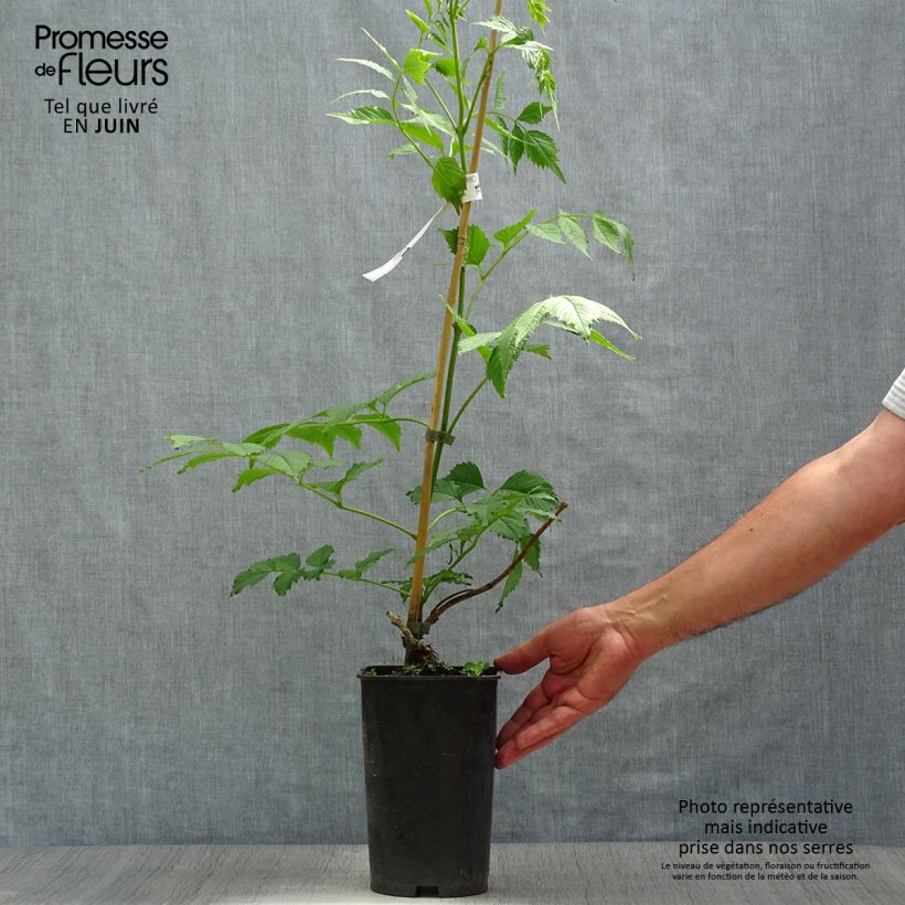 Ejemplar de Campsis grandiflora - Trompeta china Maceta 2L/3L entregado en verano