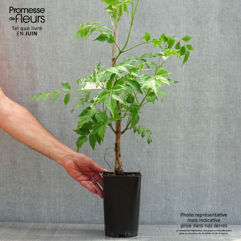 Campsis grandiflora - Trompeta china Maceta 2L/3L Ejemplar entregado en la primavera