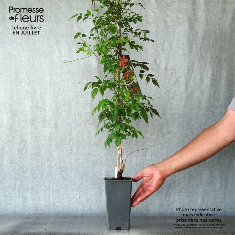 Ejemplar de Enredadera de trompeta - Campsis radicans Maceta 2L/3L entregado en verano