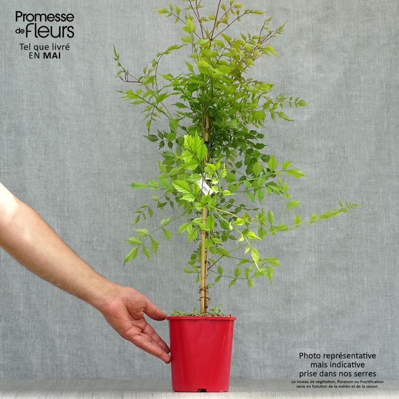 Enredadera de trompeta Flamenco - Campsis radicans Maceta 2L/3L Ejemplar entregado en la primavera