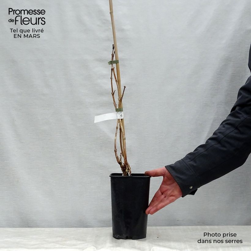 Enredadera de trompeta Indian summer - Campsis radicans Maceta 2L/3L Ejemplar entregado en la primavera