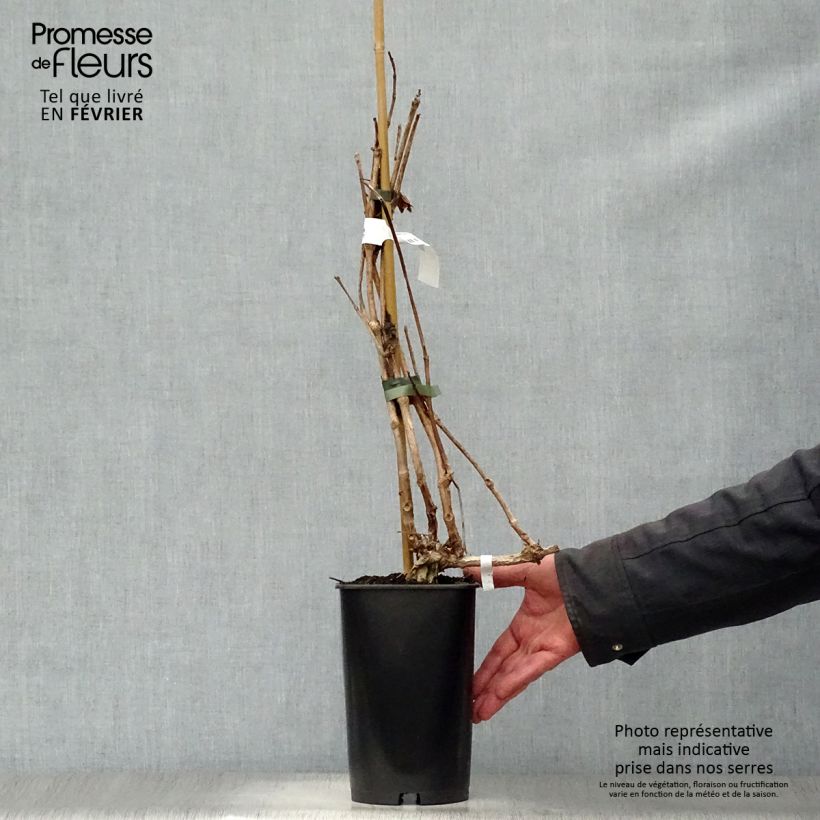 Enredadera de trompeta Indian summer - Campsis radicans Maceta 2L/3L Ejemplar entregado en invierno