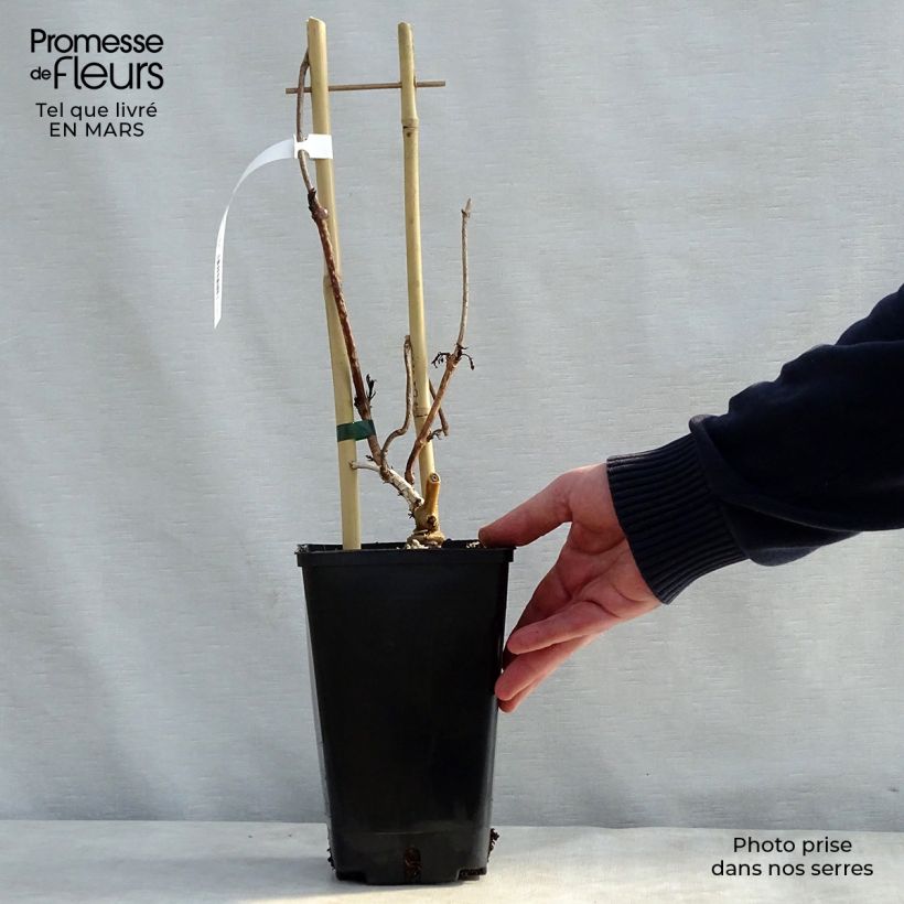 Enredadera de trompeta Judy - Campsis radicans Maceta 2L/3L Ejemplar entregado en la primavera