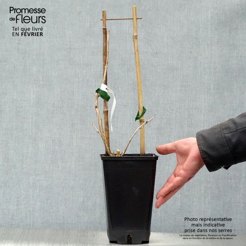 Enredadera de trompeta Judy - Campsis radicans Maceta 2L/3L Ejemplar entregado en invierno