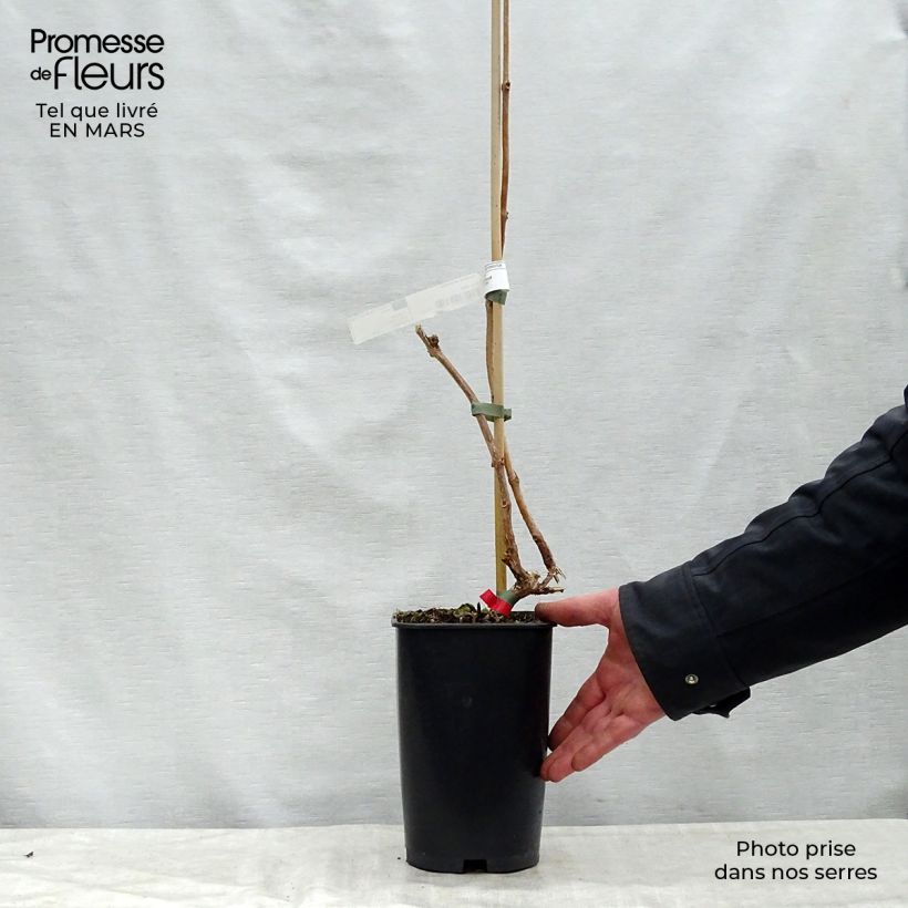 Enredadera de trompeta Stromboli - Campsis radicans Maceta 2L/3L Ejemplar entregado en la primavera