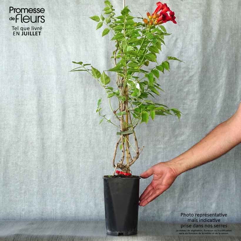 Ejemplar de Enredadera de trompeta Stromboli - Campsis radicans Maceta 2L/3L entregado en verano