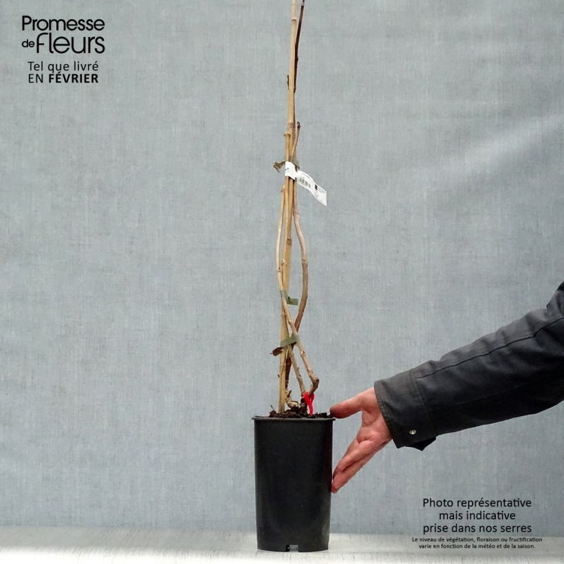 Enredadera de trompeta Stromboli - Campsis radicans Maceta 2L/3L Ejemplar entregado en invierno