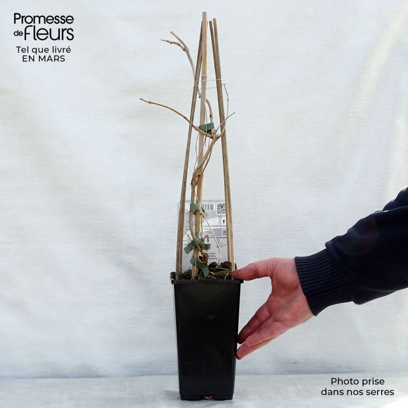 Enredadera de trompeta Yellow Trumpet - Campsis radicans Maceta 2L/3L Ejemplar entregado en la primavera