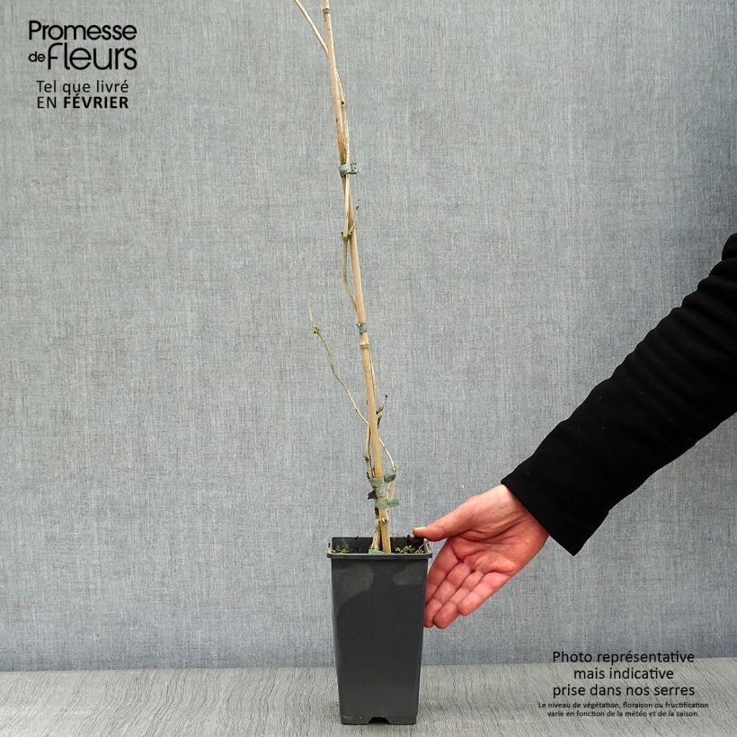 Enredadera de trompeta Yellow Trumpet - Campsis radicans Maceta 2L/3L Ejemplar entregado en invierno