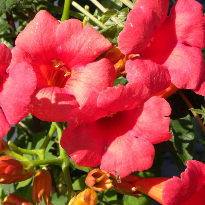 Enredadera de trompeta Grenadine - Campsis (Floración)