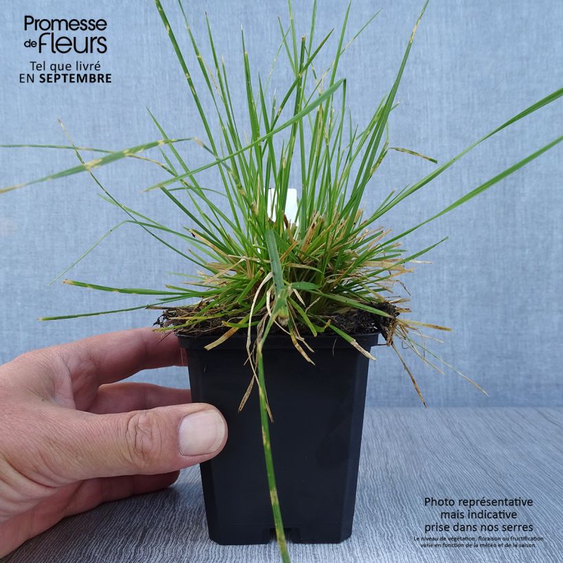 Ejemplar de Deschampsia caespitosa Northern Lights - Grama de monte Maceta de 8/9 cm entregado en otoño