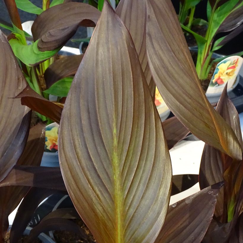 Canna Mme Angèle Martin - Caña de las Indias (Follaje)