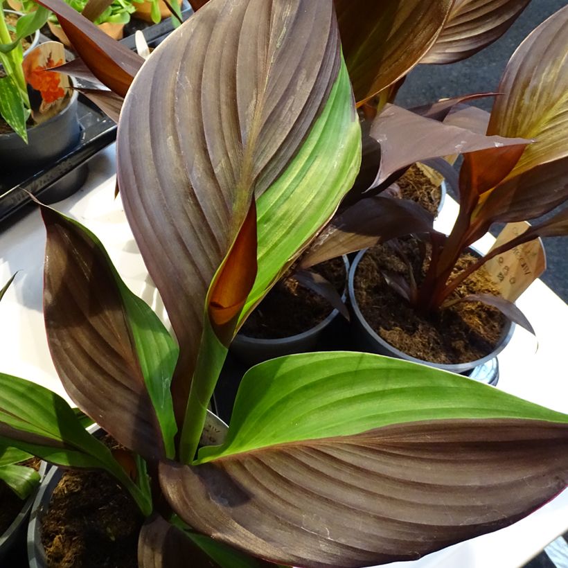 Canna Cleopatra - Caña de las Indias (Follaje)