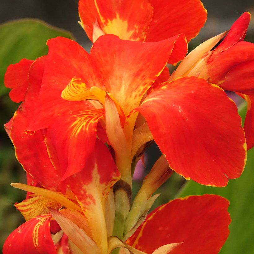 Canna Lucifer - Caña de las Indias (Floración)
