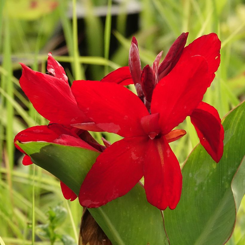 Canna Strasbourg - Caña de las Indias (Floración)