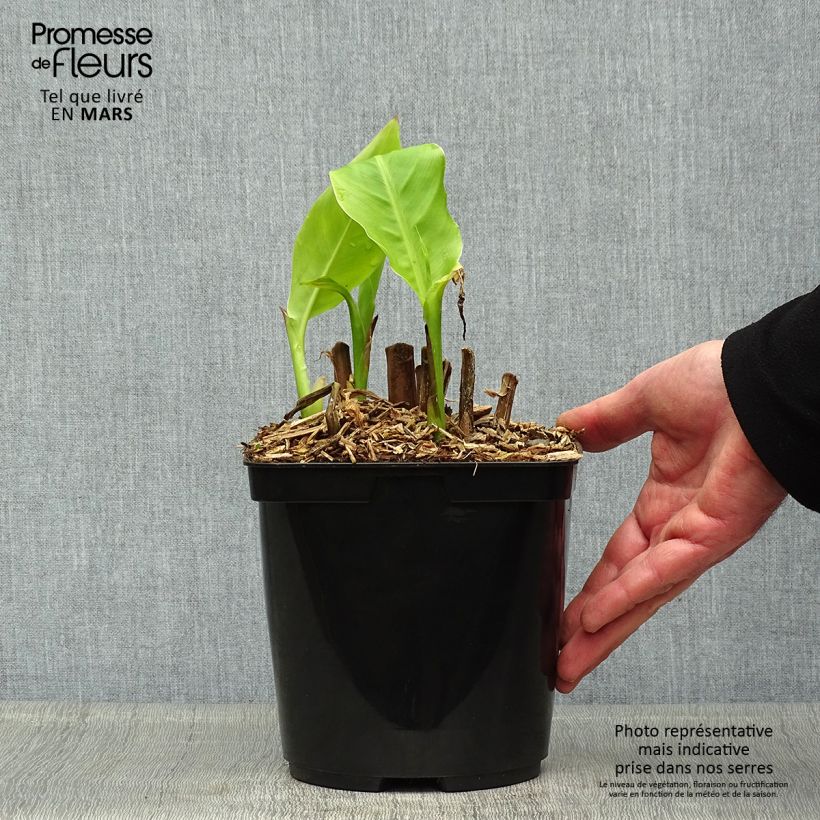 Canna edulis Maceta 2L/3L Ejemplar entregado en la primavera