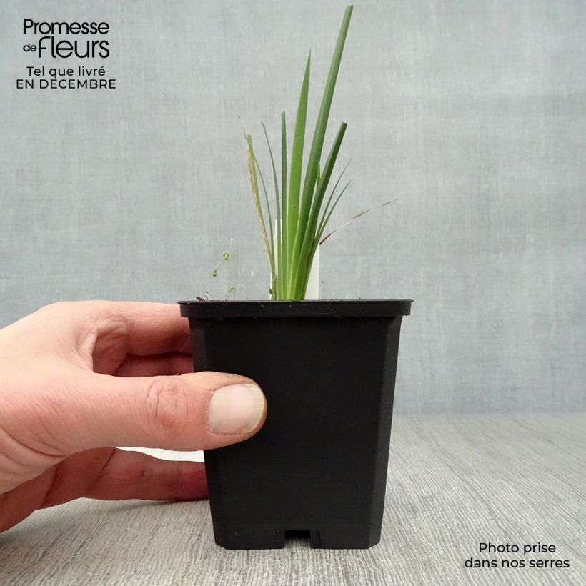Dierama pulcherrimum - Pluma del ángel rosa Maceta de 8/9 cm Ejemplar entregado en invierno