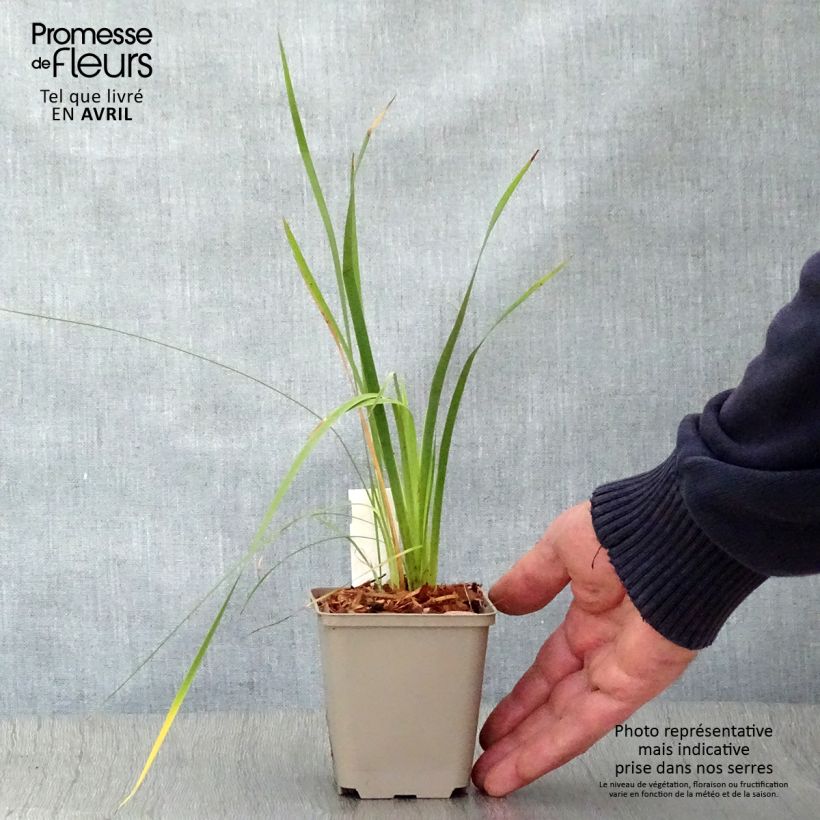 Dierama pulcherrimum - Pluma del ángel rosa Maceta de 8/9 cm Ejemplar entregado en la primavera