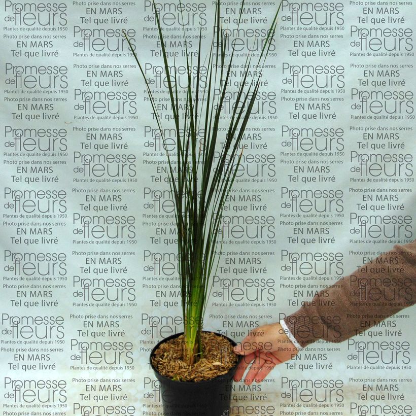 Ejemplo de ejemplar de Dierama Guinevere - Pluma del ángel Maceta 2L/3L tal y como se entrega