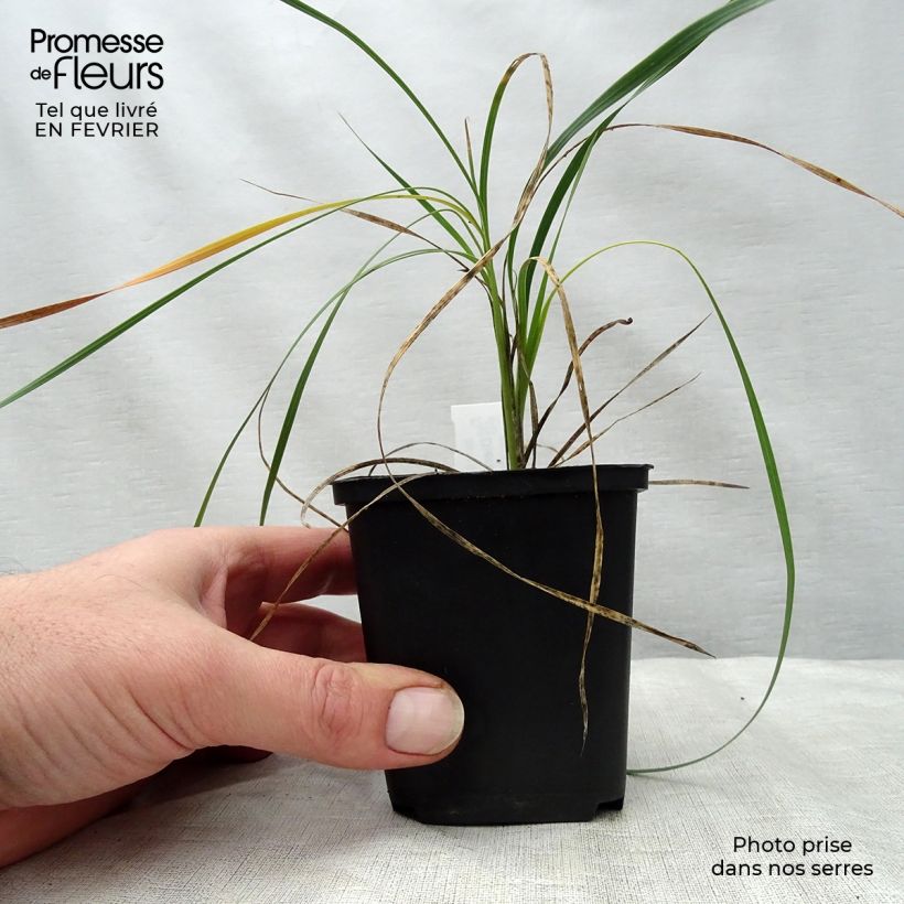Dierama trichorhizum - Pluma de ángel Maceta de 8/9 cm Ejemplar entregado en invierno