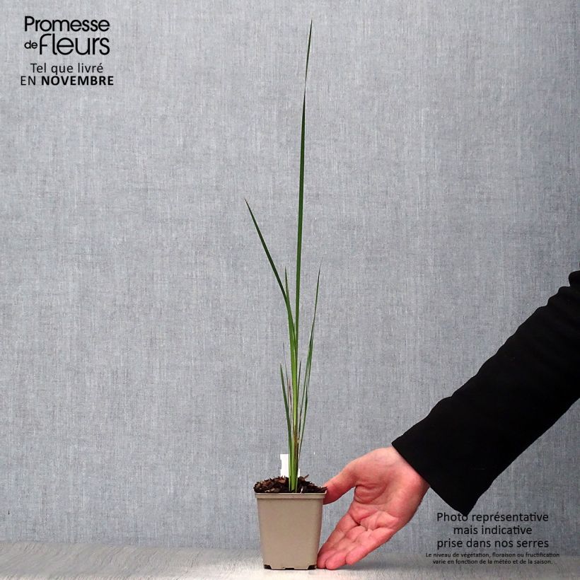 Ejemplar de Dierama trichorhizum - Pluma de ángel Maceta de 8/9 cm entregado en otoño