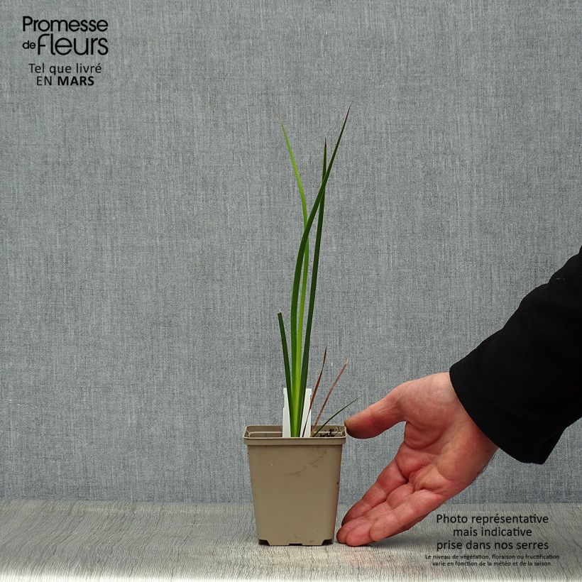 Dierama trichorhizum - Pluma de ángel Maceta de 8/9 cm Ejemplar entregado en la primavera