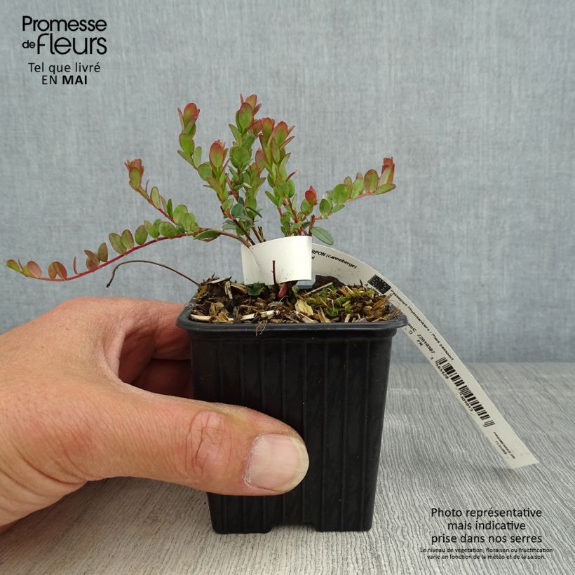 Arándano rojo grande Pilgrim Maceta de 8/9 cm Ejemplar entregado en la primavera