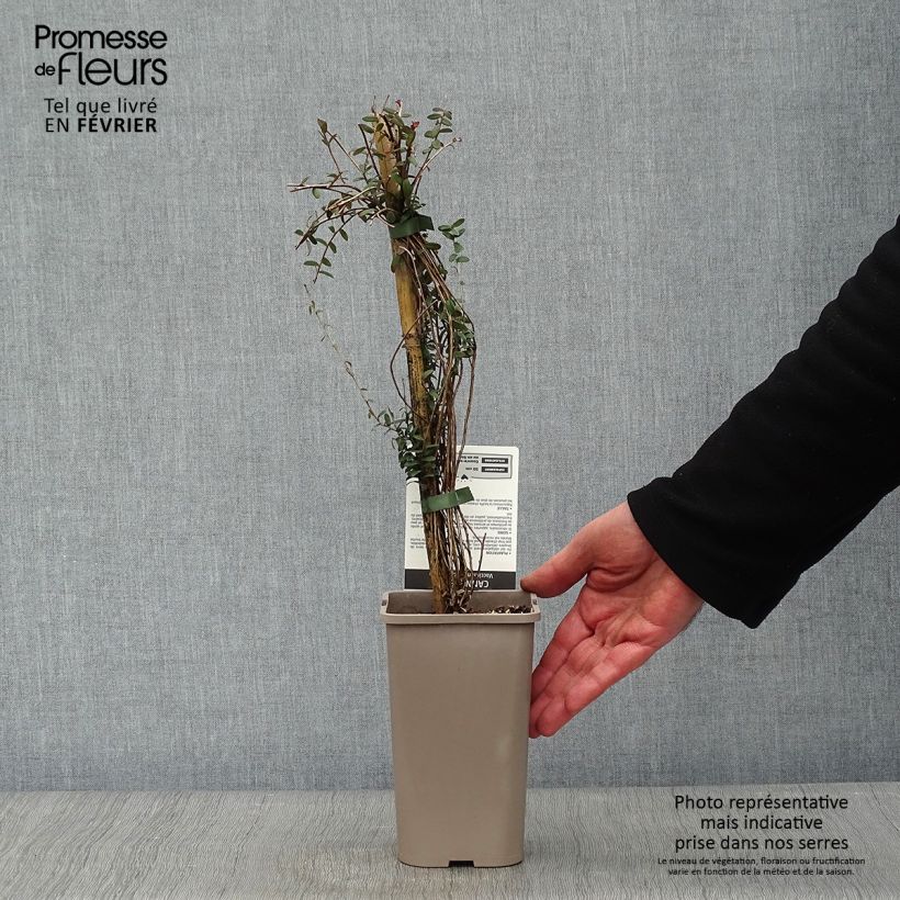 Arándano rojo grande - Vaccinium macrocarpon Maceta 1,5L/2L, Formación arbustiva Ejemplar entregado en invierno