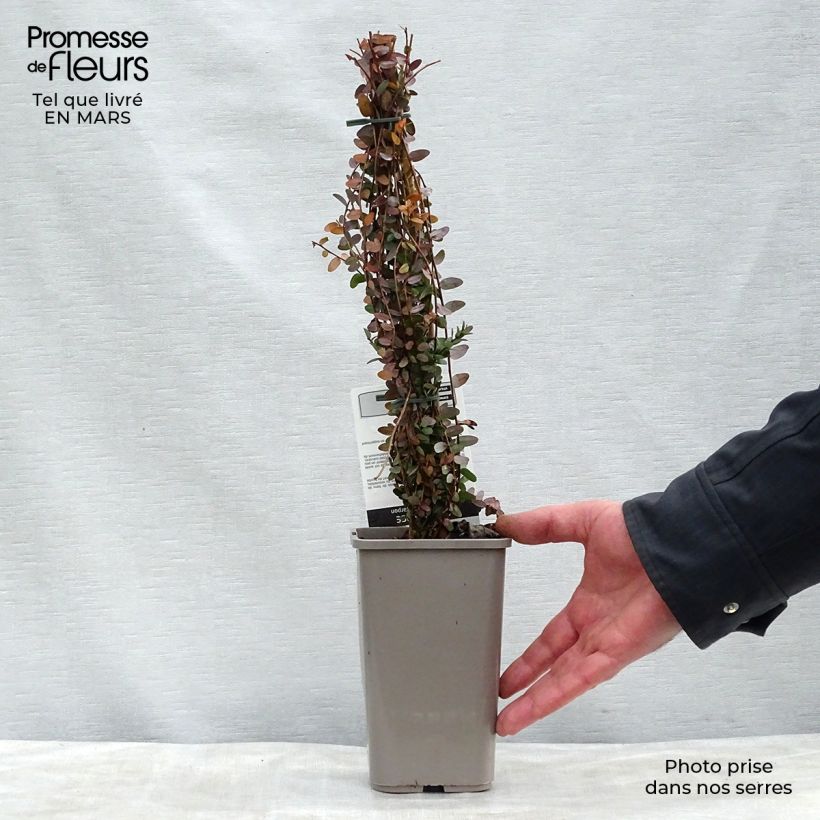 Arándano rojo grande - Vaccinium macrocarpon Maceta 1,5L/2L, Formación arbustiva Ejemplar entregado en la primavera