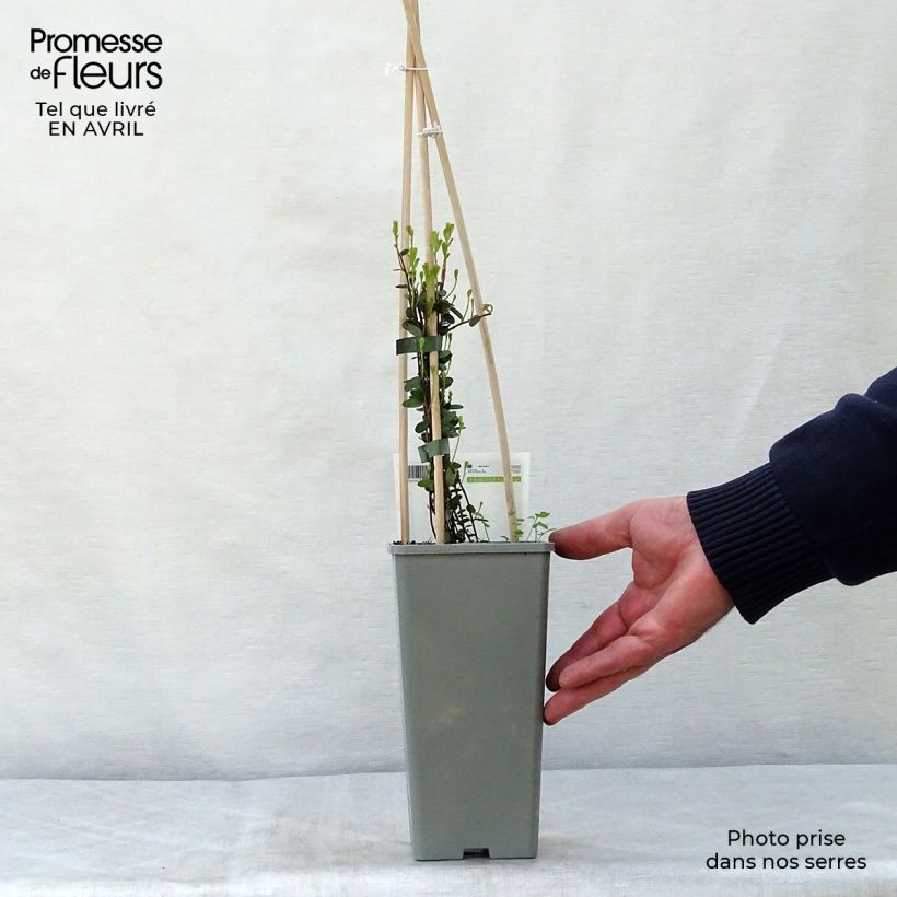 Arándano rojo grande Early Black Maceta 1,5L/2L, Formación arbustiva Ejemplar entregado en la primavera