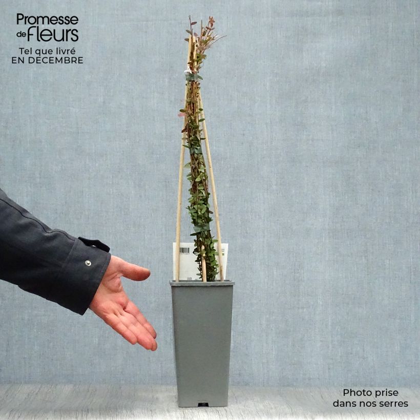 Arándano rojo grande Early Black Maceta 1,5L/2L, Formación arbustiva Ejemplar entregado en invierno