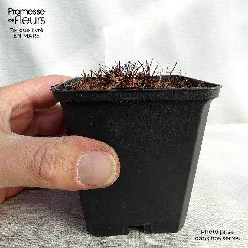 Adiantum venustum - Culantrillo Maceta de 8/9 cm Ejemplar entregado en la primavera