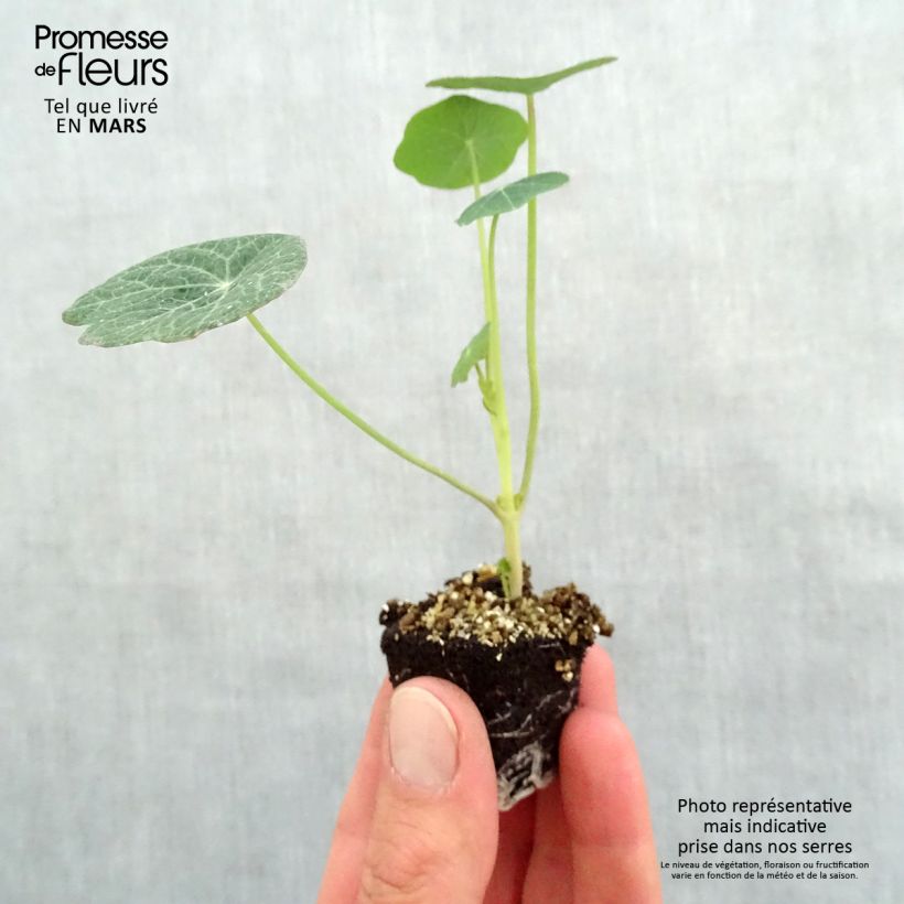 Capuchina Banana split minicepellón: Ø 3/4 cm Ejemplar entregado en la primavera