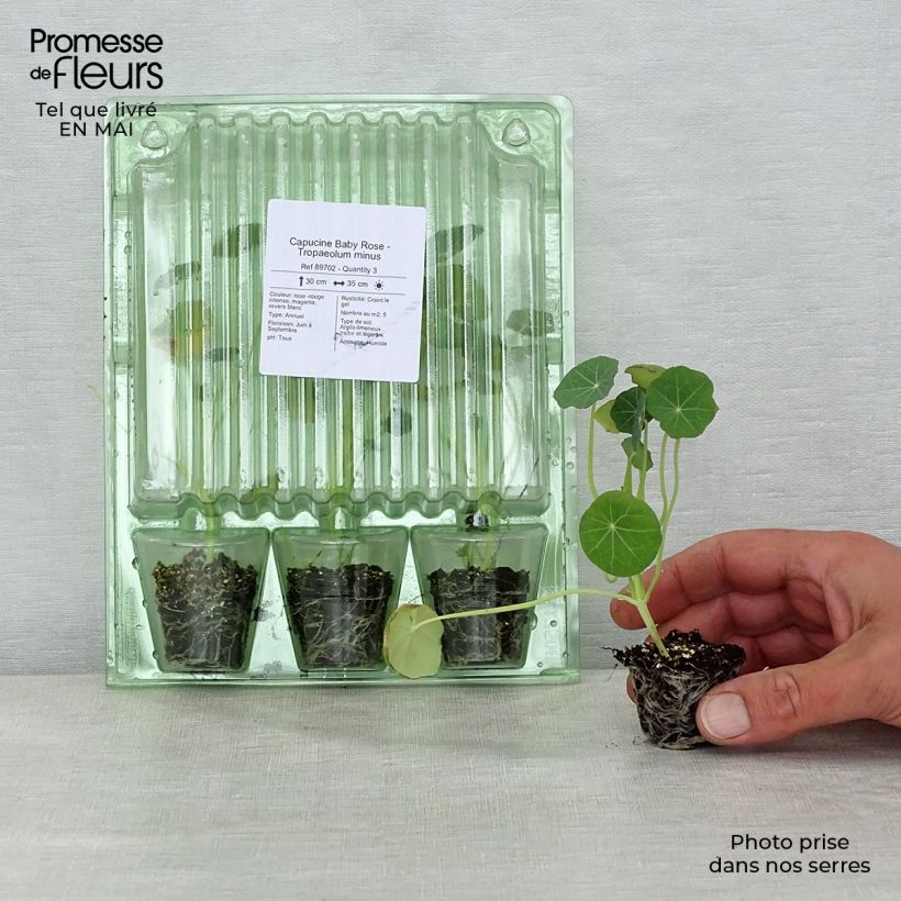 Tropaeolum minus Baby Rose minicepellón: Ø 3/4 cm Ejemplar entregado en la primavera