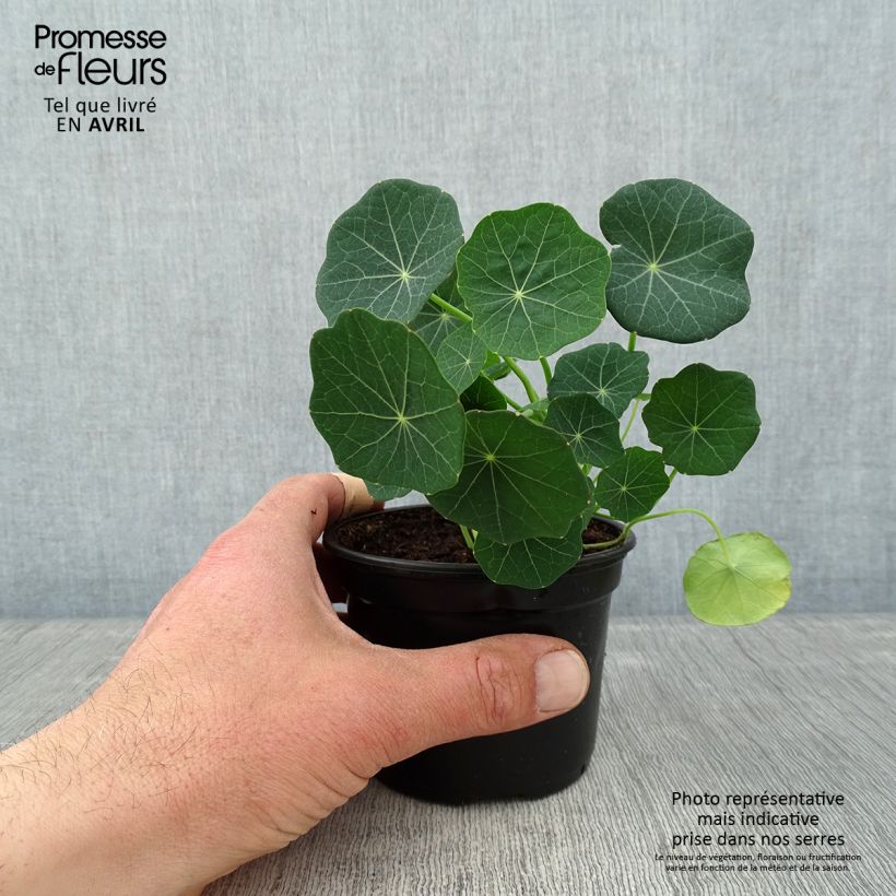 Tropaeolum minus Baby Rose Maceta de 8/9 cm Ejemplar entregado en la primavera