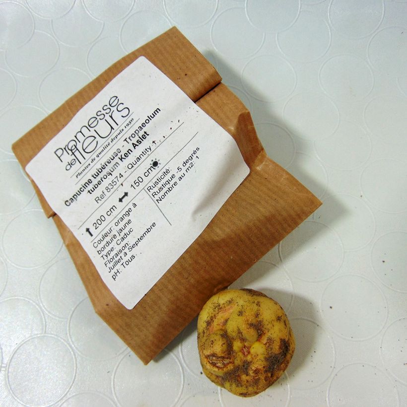 Ejemplo de ejemplar de Tropaeolum tuberosum var. lineamaculatum Ken Aslet Bulbo tal y como se entrega