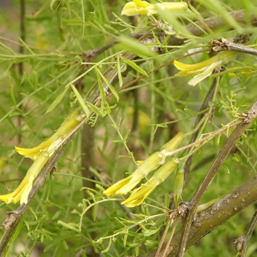 Caragana arborescens Walker - Guisante siberiano (Floración)