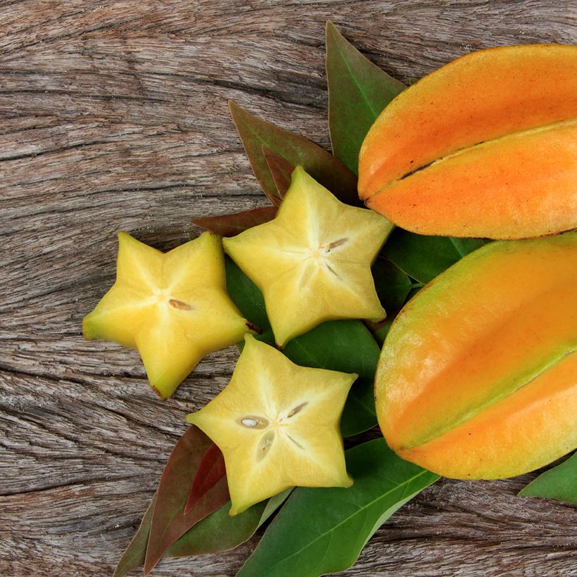 Carambola Arkin (Cosecha)