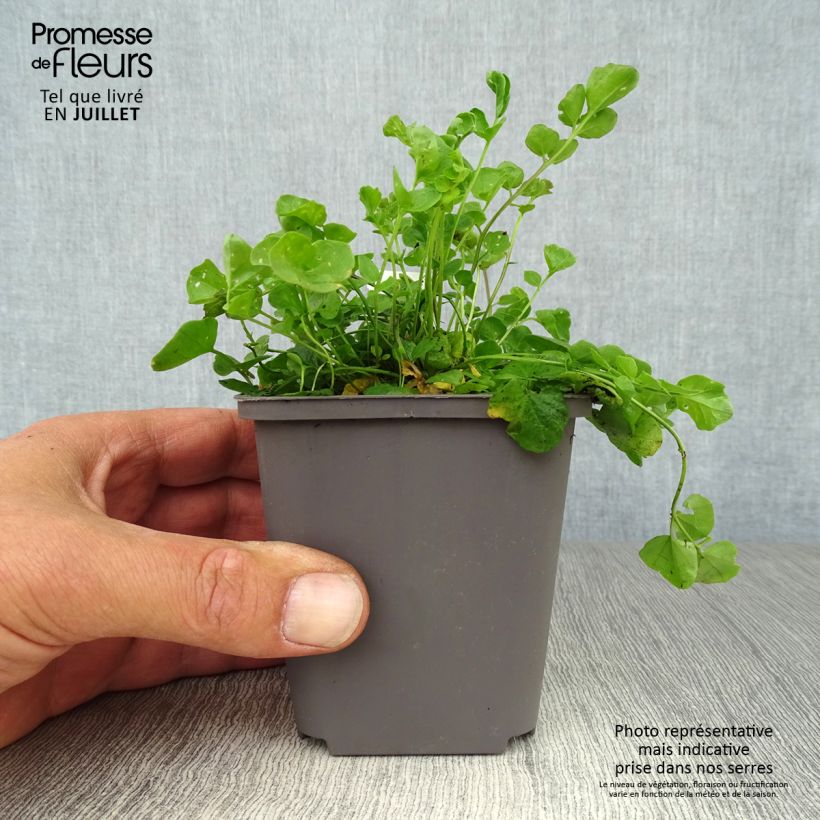 Ejemplar de Cardamine pratensis Maceta de 8/9 cm entregado en verano