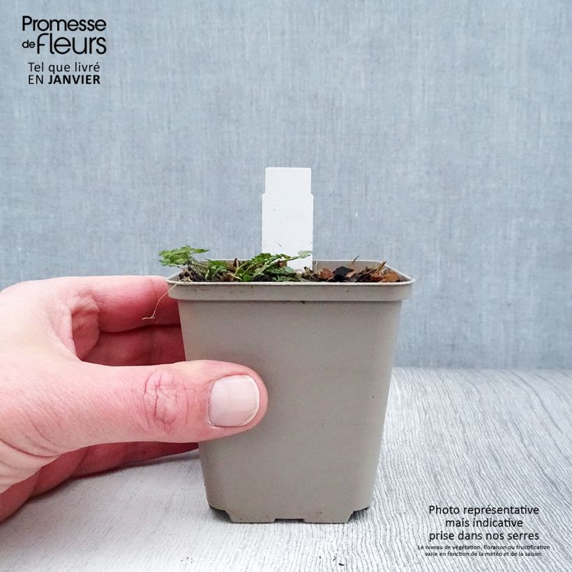 Cardamine pratensis Flore Pleno Maceta de 8/9 cm Ejemplar entregado en invierno