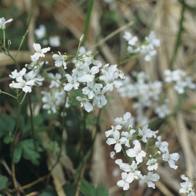 Cardamine trifolia (Floración)