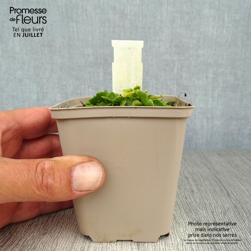 Ejemplar de Cardamine trifolia Maceta de 8/9 cm entregado en verano