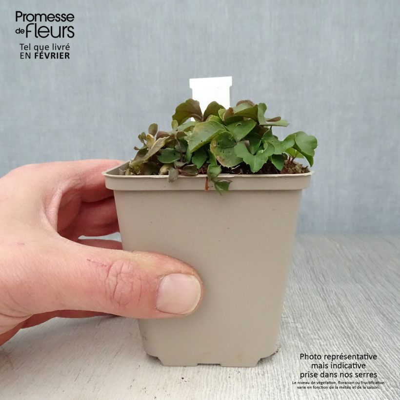 Cardamine trifolia Maceta de 8/9 cm Ejemplar entregado en invierno
