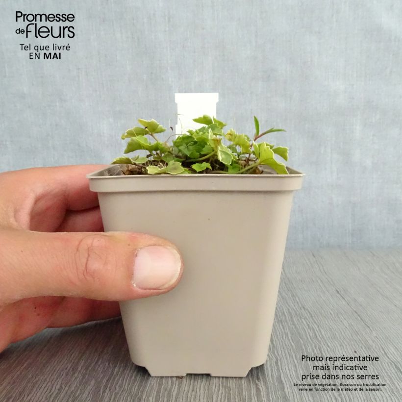 Cardamine trifolia Maceta de 8/9 cm Ejemplar entregado en la primavera